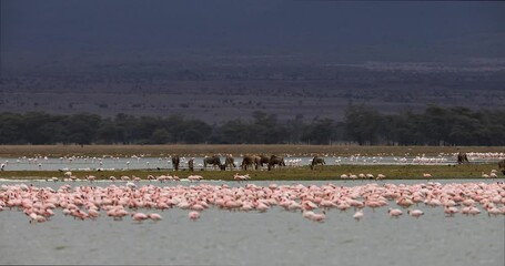 Canvas Print - several flamingos seek food in the lakes of amboseli