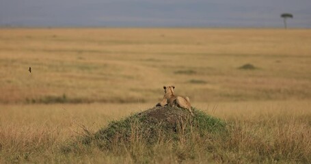 Wall Mural - a lioness rests in the shade in the savannah