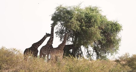 Wall Mural - A giraffe family searches for food in the savannah