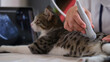Manual veterinarian conducts an ultrasound examination of cat