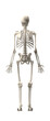 © EZPS - 3d renderings of human skeleton
