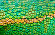 © Vera - Beautiful multicolored bright chameleon skin, reptile skin pattern texture multicolored close-up as a background.