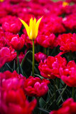 Fototapeta Tulipany - Kontrastujące tulipany