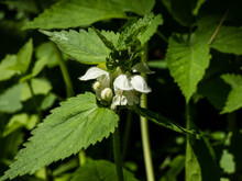 The White Nettle Or White Dead-nettle (Lamium Album) Flowering With White Flowers Surrounded With Green Vegetation In Grassland