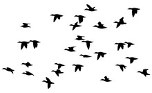 Silhouette Of Duck In Flight, PNG On Background Transparent