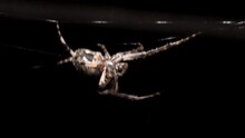 A Large Orb Spider Is Crawling Upside Down In Its Sticky Web In The Dark