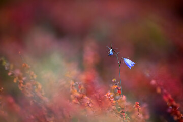 Poster - Colorful flora in the autumn, blooming bell in September