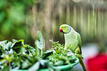 Green Indian Ringneck Parrot Eating Vegtable 