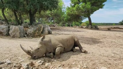 Wall Mural - rhinocéros allongé sur le sol