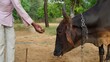 Indian farmer feeding medicine to his domestic animal at outdoor. Precaution of lumpy or lampi skin disease.