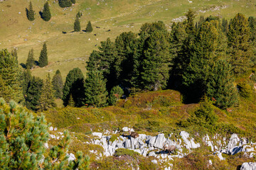 Wall Mural - two male ibexes (Capra ibex) in Naturpark Diemtigtal in Berner Oberland