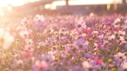 Wall Mural - Pink cosmos flowers swaying in wind in sunset
