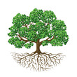 Tree of life. Natural growing tree with green leafs and roots, biological isolated vector illustration