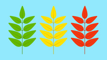 Three Sprigs Of Leaves Of Different Colors