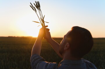 Wall Mural - Closeup shot of a man checking the quality of the wheat spikelets on a sunset in the middle of the golden ripen field. Farm worker examines the ears of wheat before harvesting. Agricultural concept