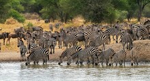 Herd Of Zebras Drinking From An Oasis In Serengeti National Park, Tanzania, Africa