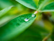 Drobna kropelka wody po deszczu utrzymująca się na małym zielonym listku roślinki w dużym zbliżeni