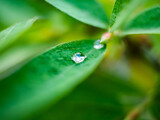 Fototapeta  - Drobna kropelka wody po deszczu utrzymująca się na małym zielonym listku roślinki w dużym zbliżeni