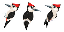 Set Of Woodpeckers Birds, Cartoon Illustration In Flat Style