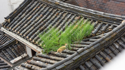 cat playing on the roof
