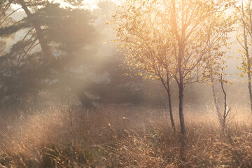 Wall Mural - sunbeams over marsh with birch trees