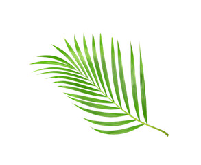 Sticker - tropical nature green palm leaf isolated on white pattern background with clipping path