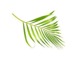 Poster - tropical nature green palm leaf isolated on white pattern background with clipping path