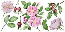 Watercolor Set Of Illustrations With Rose Hip Flowers, Leaves And Berries.