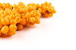 © Olga - Sea-buckthorn berries branch on a white background