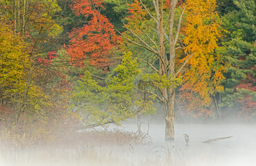 Wall Mural - Foggy autumn landscape of the shoreline of Hall Lake with perched great blue heron, Yankee Springs State Park, Michigan, USA