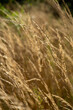 A close up of tall wild grass field in September in Latvia