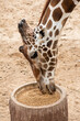 Giraffe is eating pellet complete feeds.