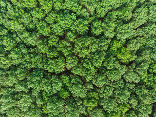 Aerial view green tree tropical rainforest