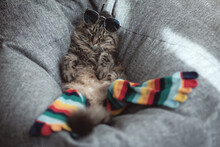 Domestic Cat Dressed In Sunglasses And Socks Is Resting In A Bean Bag