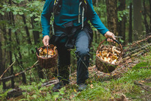 Man In Outdoor Clothing Holds A Basket Full Of Mushrooms, Mainly Boletus Edulis From The Autumn Forest. September And October. Finding And Collecting Mushrooms