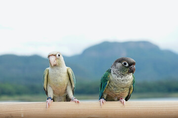 Wall Mural - Two green cheek conure couple turquoise Yellow-sided and Pineapple color on sky and mountain background, the small parrot of the genus Pyrrhura, has a sharp beak. Native to South America (Amazon).