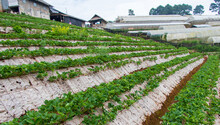 Strawberry Farm On Doi Ang Khang, Chiang Mai, Thailand.