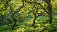 Verdant Deciduous Woodland In Summertime, Dartmoor National Park, Devon, England