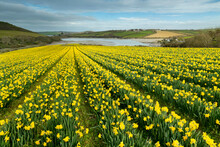 Field Of Flowering Daffodils In Spring Near Padstow In Cornwall, England