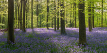 Morning Sunlight In A Bluebell Woodland, West Woods, Wiltshire, England