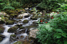 A Calming Mountain Stream Flows Through Dense Summer Forest, Blue Ridge Mountains, Appalachian Mountains, North Carolina, United States Of America