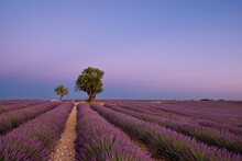 Two Trees At The End Of A Lavender Field At Dusk, Plateau De Valensole, Provence, France