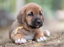 Broholmer Dog Breed Puppy With A Yellow Collar Lying On The Ground, Italy
