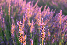 Lavender Flowers Close Up With The Golden Light Of Sunset, Plateau De Valensole, Provence, France