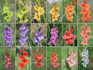 Wall Mural - collage of eightteen gladiolus blossoms in rainbow color shades. focus on the middle of the flowers.