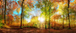 Bunter Wald im Herbst, die Blätter in Gelb, Grün und Rot werden von schönen Sonnenstrahlen beschienen, idyllische Landschaft im Panorama-Format