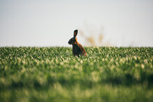 The European Hare In The Middle Of A Meadow, Green Flowering Grass, Green Background. Brown Hare In Summer