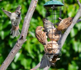 Poster - bird on a feeder