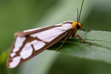 Closeup Of A Leconte's Haploa Moth On A Green Leaf