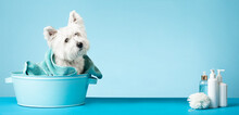 Cute West Highland White Terrier After A Bath. Dog In A Basin Wrapped In A Towel. Pet Care Concept. Place For Text